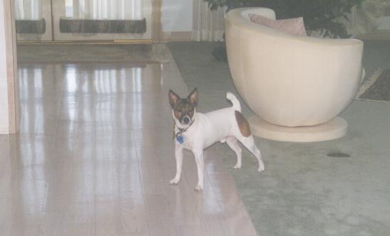 Russell Standing Guard At My Parents' House